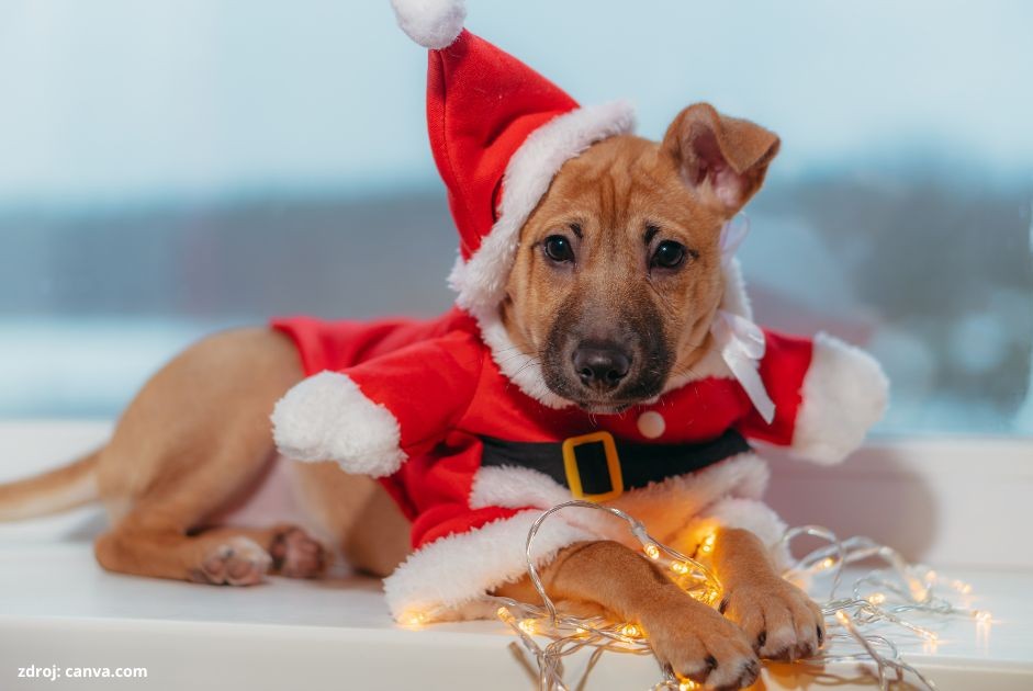 nastrahy pre psy na mikulasa